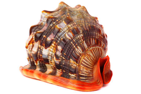 Seashell isolated on white background