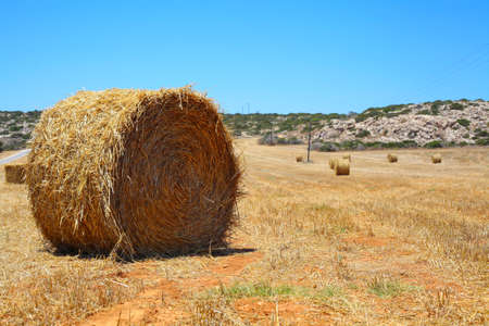 Hay bales on a field