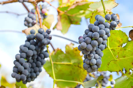 Red Grapes on the Vine