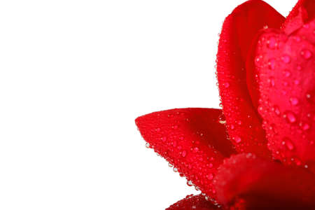Red rose with water drops on white backgroundの写真素材