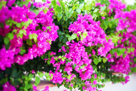 Lots of bright flowers blurred backgroundの写真素材