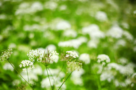Wild green meadow blurred backgroundの写真素材