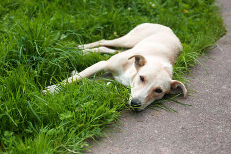 Homeless dog is laying on the grassの写真素材
