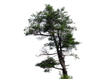 Pine tree isolated on whiteの写真素材