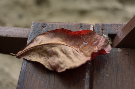 fresh water on the leaf after the rainの素材