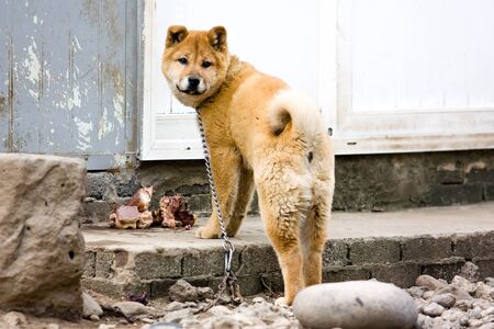 smart jindo dog from koreaの素材