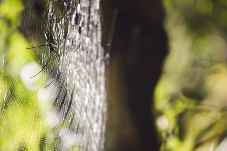 The wood spider in thailandの素材