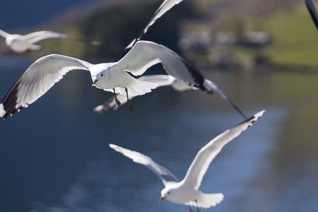 white pigeons flying, fjord, norwayの素材