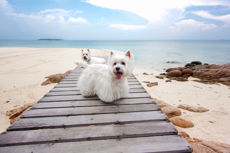 Couple westie dog on the wood bridge