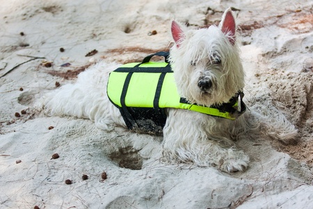 Westie dog have fun at the beach.の素材