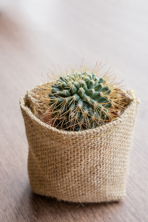 Little cactus in sackの写真素材