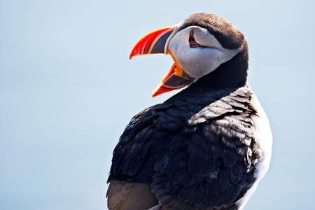 Puffin's flat back with open beak and sea in the background