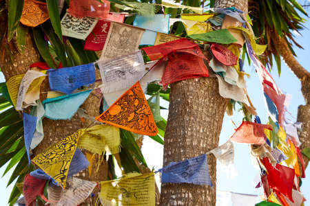 Very colorful Nepalese prayer flags entwined between the trunks of several palms