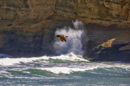 Gull flying through the rough sea with a cliff
