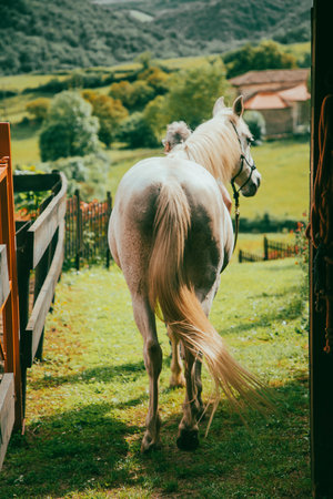 Man with white hair and glasses in blue jeans and blue polo shirt stroking a white horse in the...