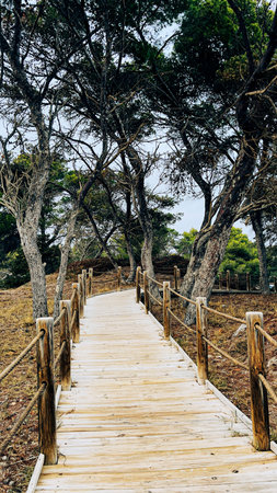 wooden plank path that winds its way to a beach. It is surrounded by vegetation and there are trees...