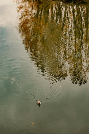 Autumn in the city park. Reflection of trees in the water.