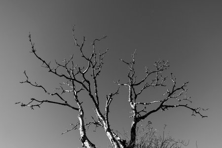 Black and white image of dead tree on a background of blue sky