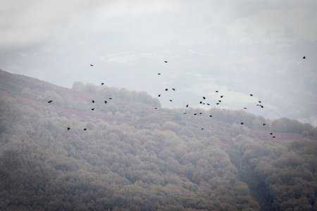 A flock of black birds soars over a mist-covered forested hillside, creating a mysterious and...