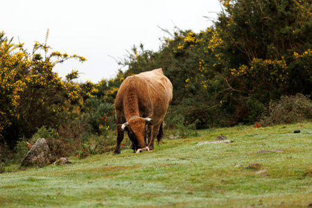 A brown cow grazes peacefully in a foggy mountain meadow surrounded by bare trees, creating a serene and rustic atmosphere.の写真素材