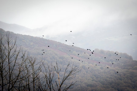 A flock of black birds soars over a mist-covered forested hillside, creating a mysterious and atmospheric landscape in nature.の写真素材