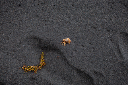 Crab body lying on dark volcanic sand, isolated and exposed, symbolizing fragility, natural cycles and coastal marine life.の写真素材