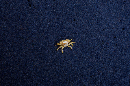 Dead crab body lying on dark volcanic sand, isolated and exposed, symbolizing fragility, natural cycles and coastal marine life.の写真素材