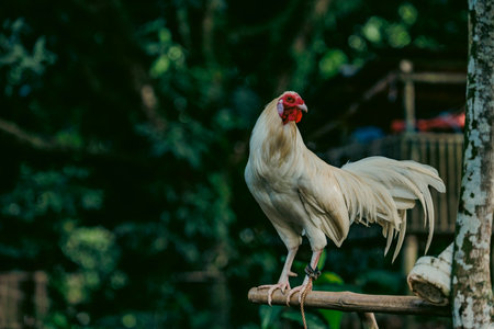 Portrait of a rooster secured to a perch in a tropical environment, commonly used in traditional rural practices in Southeast Asiaの写真素材