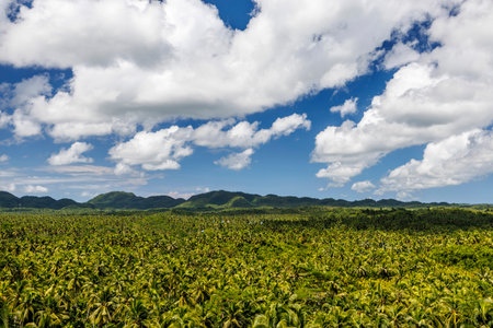 Vast coconut grove spreading across the island's terrain with scenic hills in the background and tropical vegetation belowの写真素材