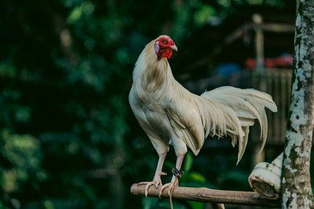 Portrait of a rooster secured to a perch in a tropical environment, commonly used in traditional rural practices in Southeast Asiaの写真素材