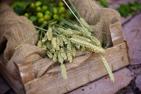 Bread of wheat or rye ears of corn lying in a wooden box on a linen Mat. Are also fresh hop cones. A...