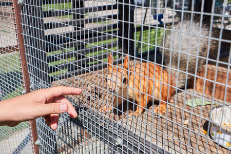 Wild forest red squirrel sitting in a cage.の写真素材