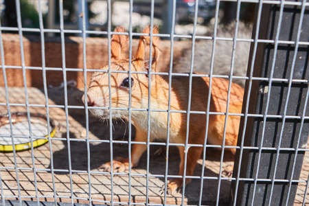 Wild forest red squirrel sitting in a cage.の写真素材