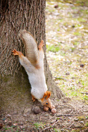 Animal mammal squirrel living in the wildの写真素材