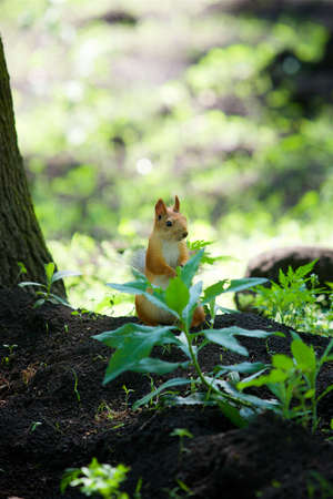 A wild forest squirrel sits in a thicket of a green plant and looks into the frame.の写真素材