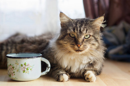big fluffy gray tabby cat is on the table and looking at the cameraの写真素材