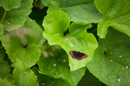 Butterfly in the wild is sitting on the surface in the woods.の写真素材