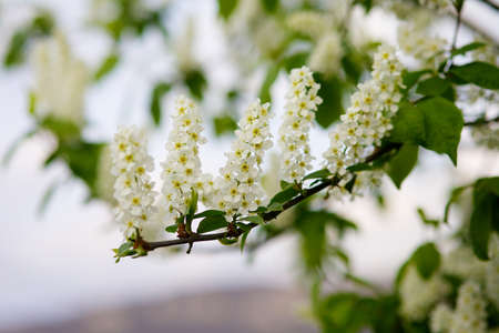 Flowering plant in nature. Branch with spring flowers of white color.