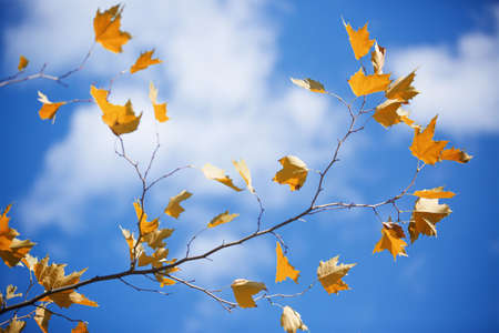 Bright yellow autumn leaves against a bright blue sky. The season is early autumn.