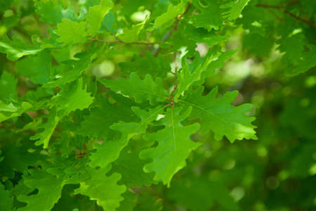Green oak leaves as background with blurred background. Plants in nature.