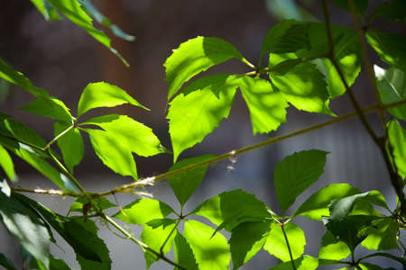 Plants in the wild. Branch with the leaves of the plant in the spring