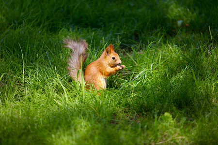 Animal mammal squirrel living in the wildの写真素材
