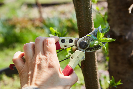 Gardening work on pruning plants. Pruner in hand