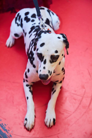 A Dalmatian dog on a leash.の写真素材