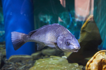 Fish from the Black Sea. Aquarium with wild animals.