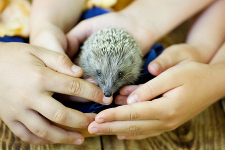 Little hedgehog in a lot of hands on wooden background.の写真素材