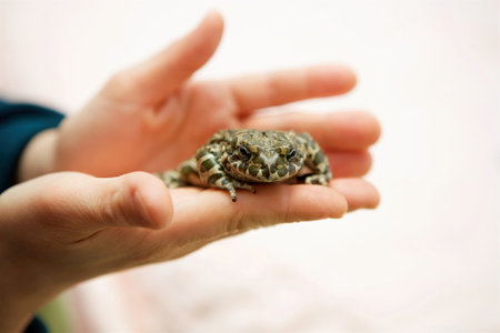 A toad in the hands of a man. The study of amphibian animals. Fauna and zoology.の写真素材
