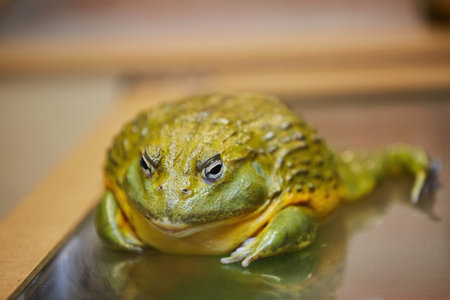 The toad is sitting on the surface. The study of amphibian animals. Fauna and zoology.の写真素材