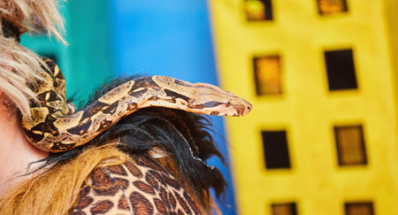 A snake on a man. Exotic animals in the house.
