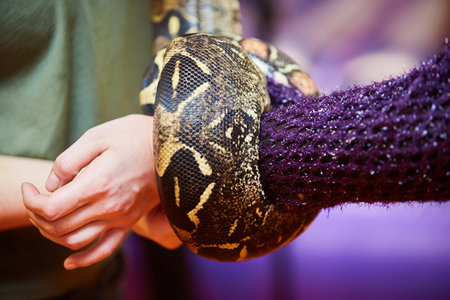 A snake being held by a person. Exotic animals in the house.